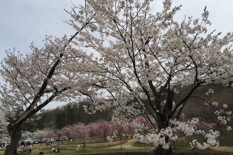 悠久山公園 新潟県 こころから