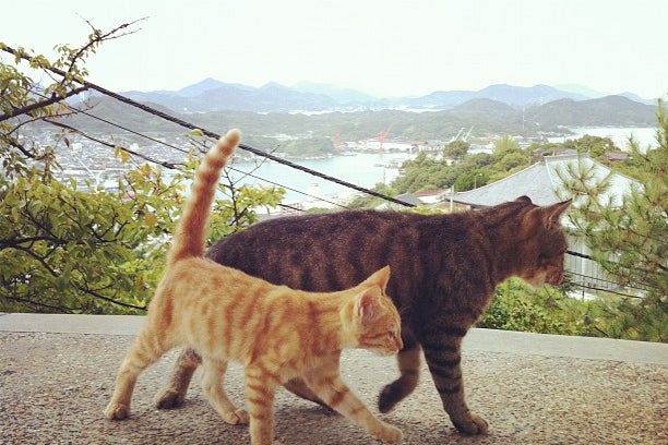 千光寺公園 広島県 こころから