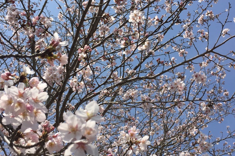 小美玉市希望ヶ丘公園 茨城県 こころから