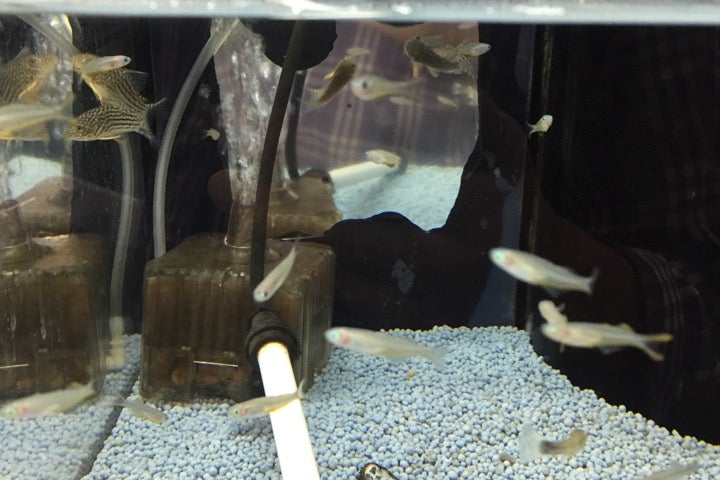 アヤハディオ 吉祥院八条店 京都府 こころから