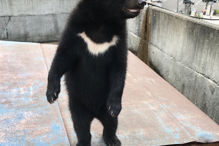 阿仁熊牧場 くまくま園 秋田県 こころから 阿仁熊牧場 くまくま園 秋田県 こころから