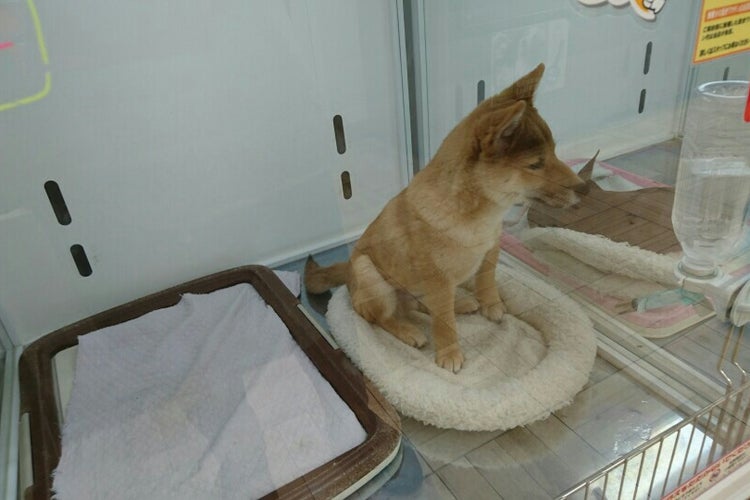 ジャンボエンチョー 島田店 静岡県 こころから