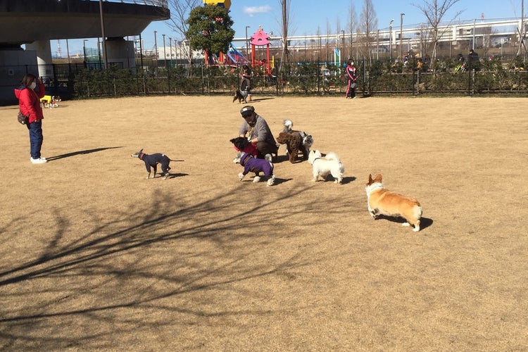 新横浜公園ドッグラン 神奈川県 こころから