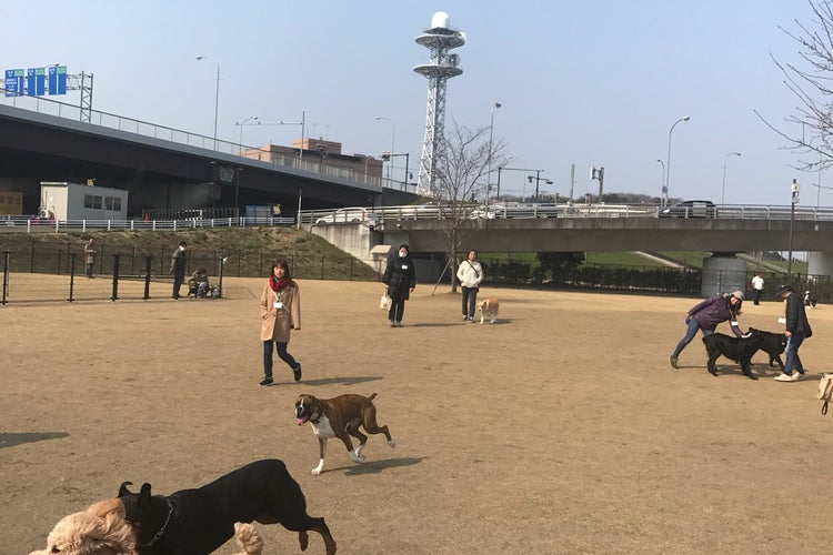 新横浜公園ドッグラン 神奈川県 こころから