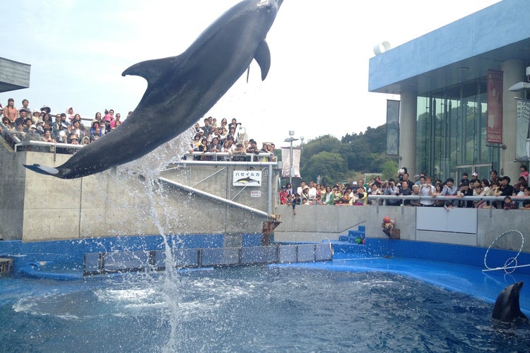 大分マリーンパレス水族館 うみたまご 大分県 こころから