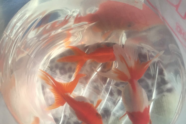 ジャンボエンチョー 島田店 静岡県 こころから