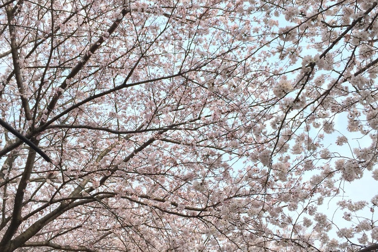 安徳公園 福岡県 こころから