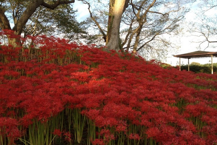 羽黒山公園 宮城県 こころから