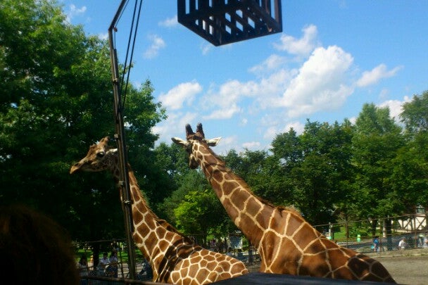 きりん舎｜旭山動物園（北海道）｜こころから