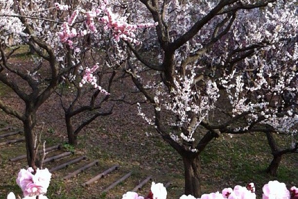 平岡公園 梅林 北海道 こころから