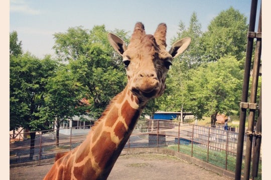 きりん舎 旭山動物園 北海道 こころから