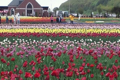 上湧別チューリップ公園 北海道 こころから