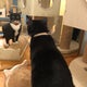 Chat Mallows Caf Ef Bf Bd Paris Chat Mallows Caf Ef Bf Bd Paris