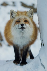 宮城蔵王キツネ村