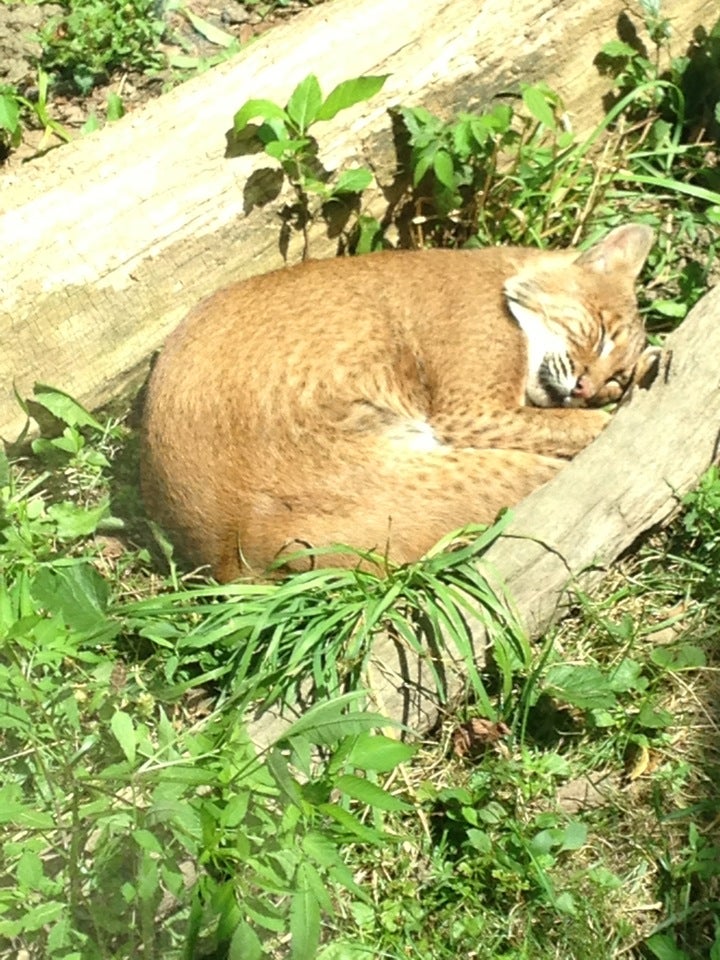 Bobcat Exhibit