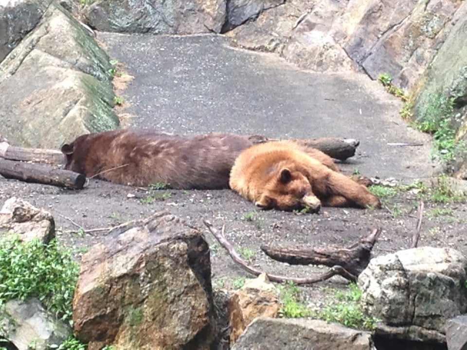 Bear Mountain Zoo and Trailsides Museum in Highland Falls Parent