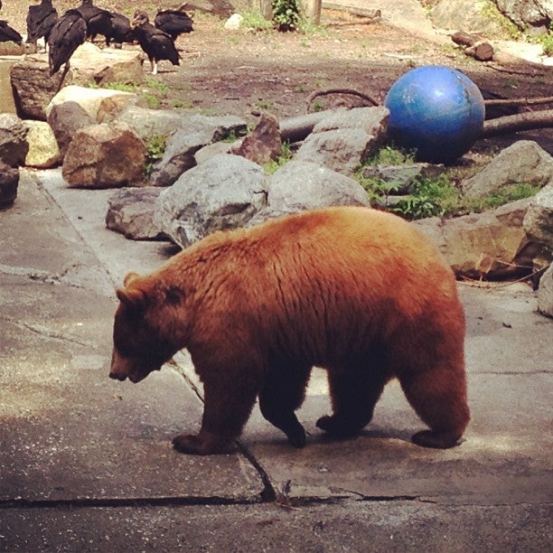 Bear Mountain Zoo and Trailsides Museum in Highland Falls Parent