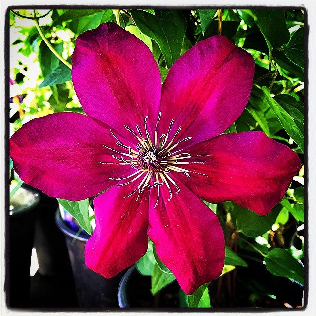 Cottage Nursery Petaluma Ca