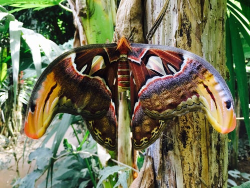 Butterfly Park Empuriabrava Park And Zoo In Castelló D