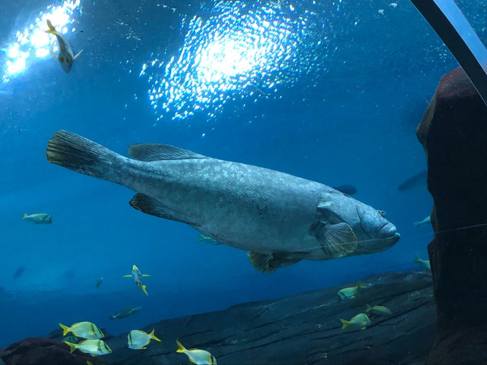 Photo of Georgia Aquarium