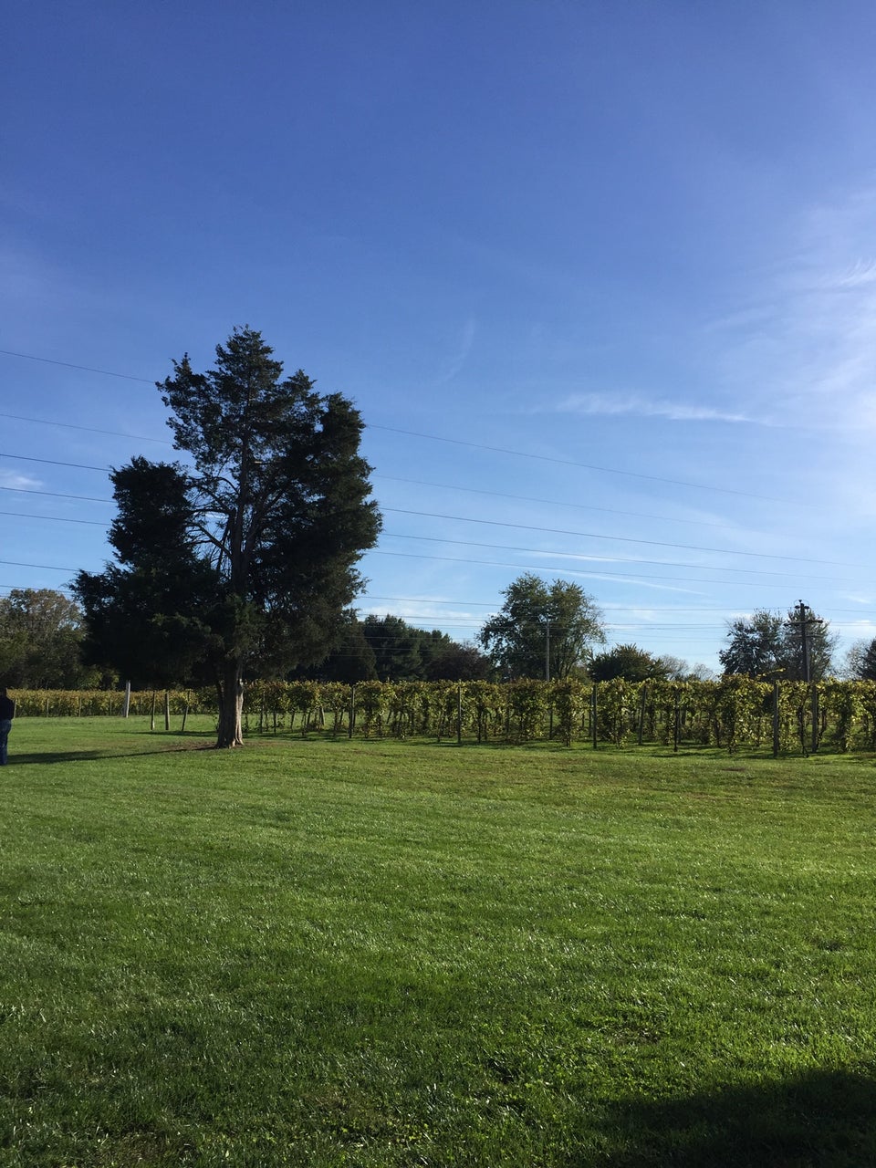 Photo of Buckingham Valley Vineyards