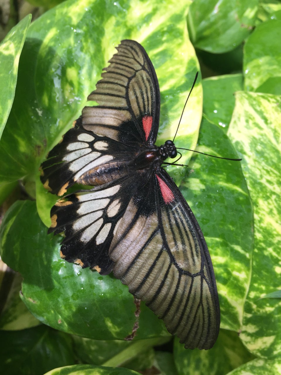 Photo of Butterfly Farm