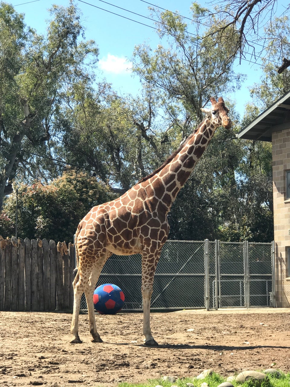 Photo of Sacramento Zoo