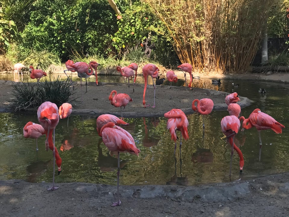 Photo of San Diego Zoo