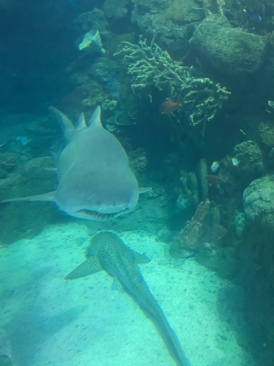 Photo of Downtown Aquarium