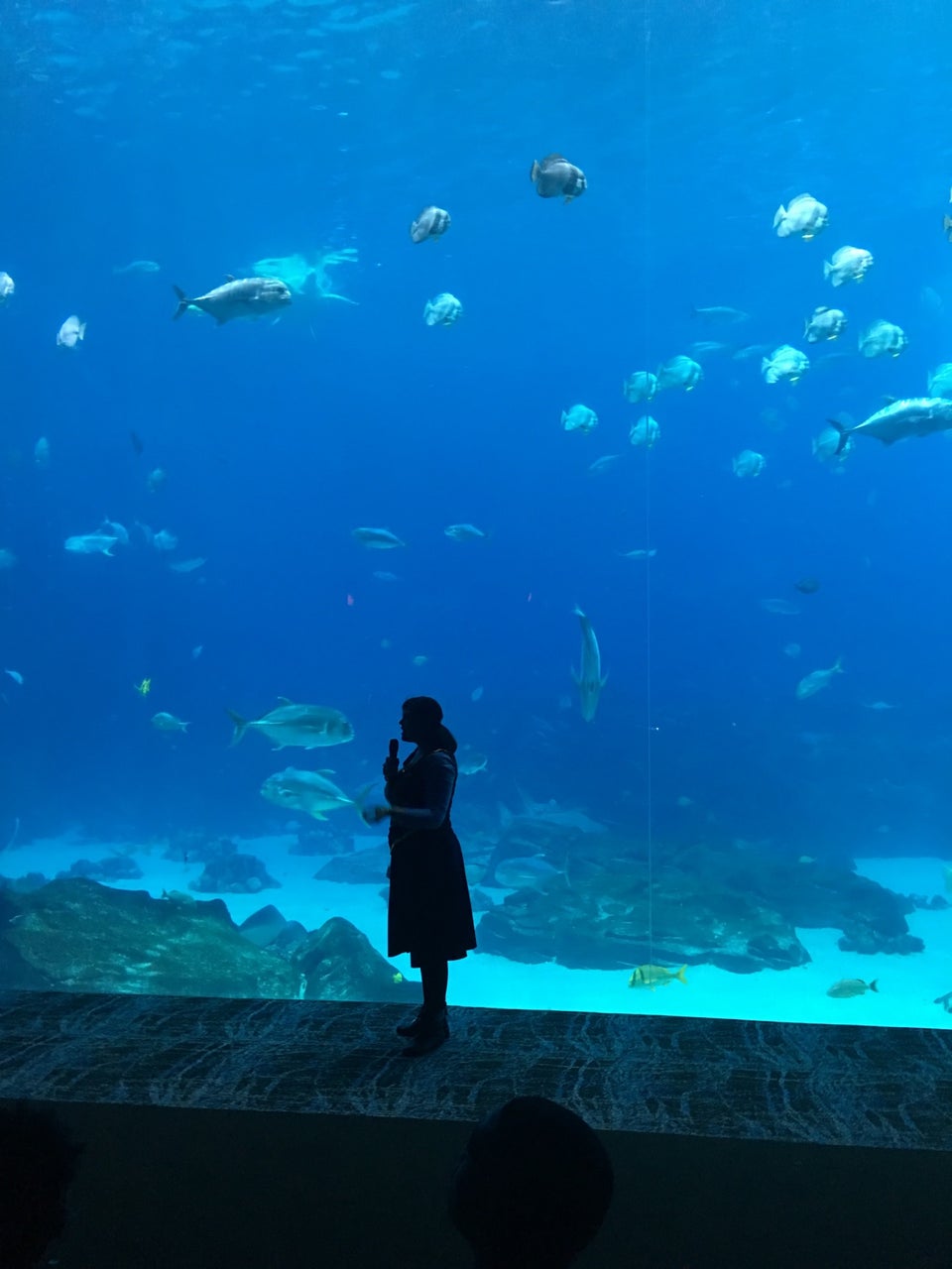Photo of Georgia Aquarium