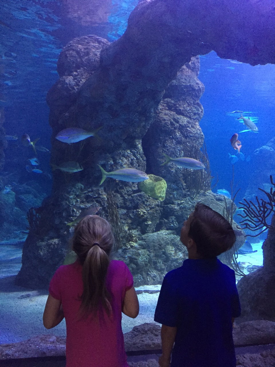 Photo of Downtown Aquarium