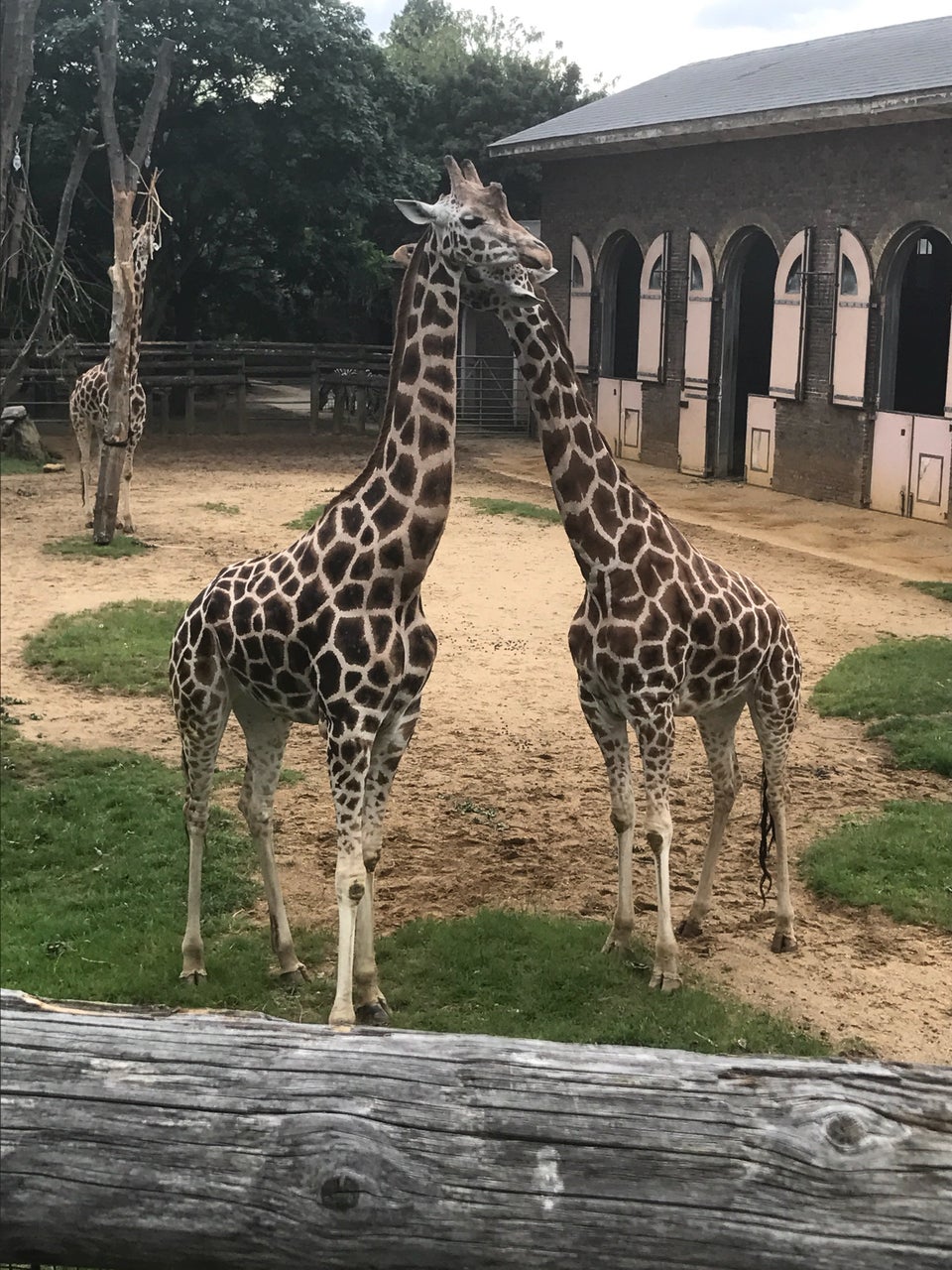 Photo of ZSL London Zoo