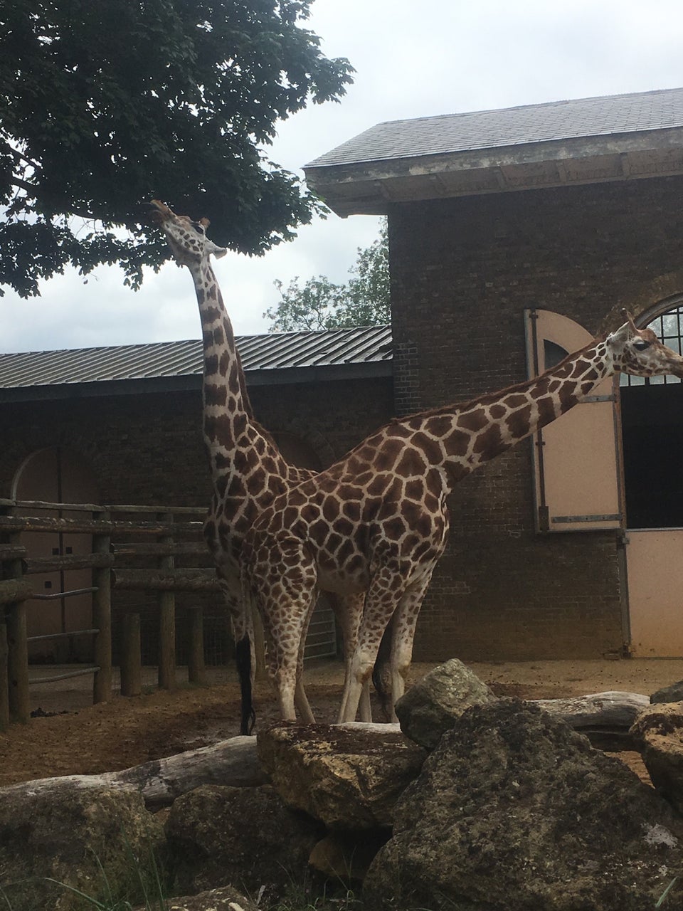 Photo of ZSL London Zoo