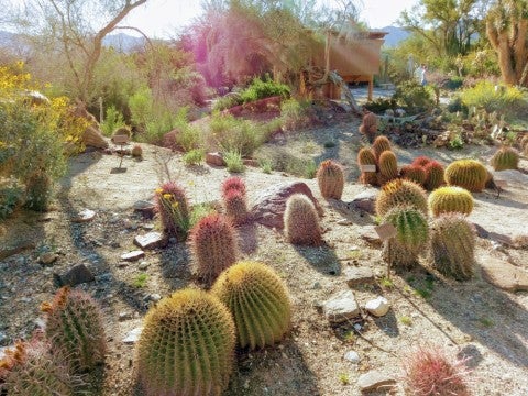 Photo of The Living Desert