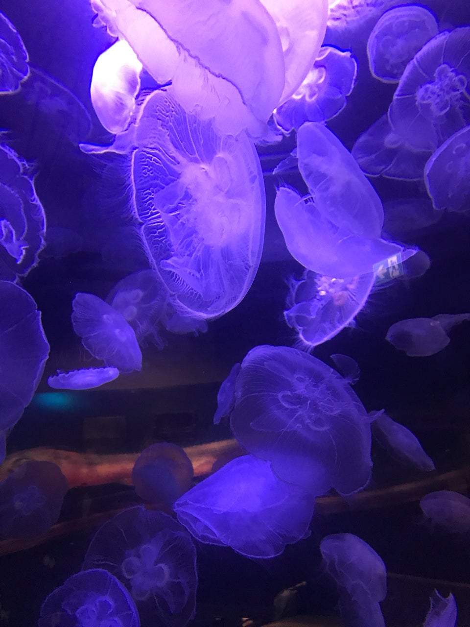 Photo of Vancouver Aquarium