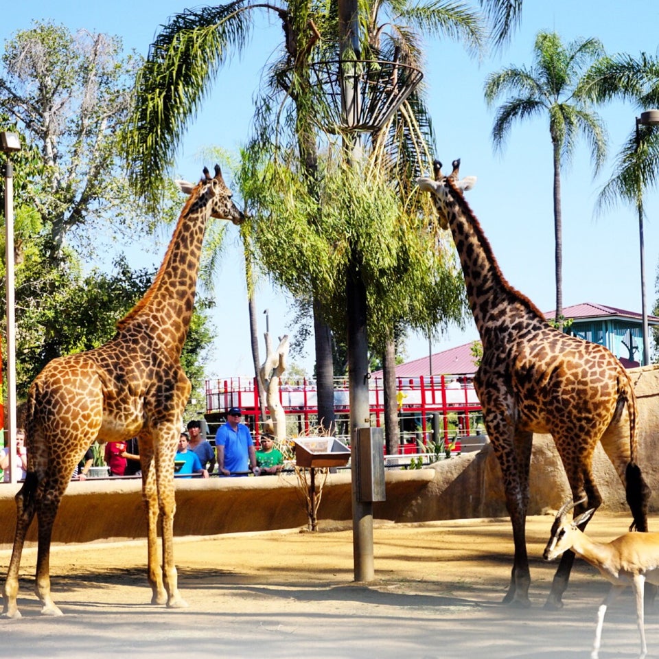 Photo of San Diego Zoo