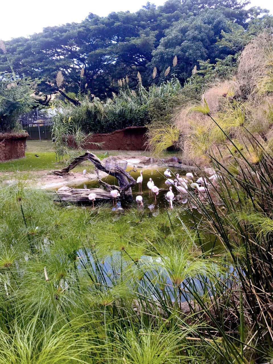 Photo of Honolulu Zoo