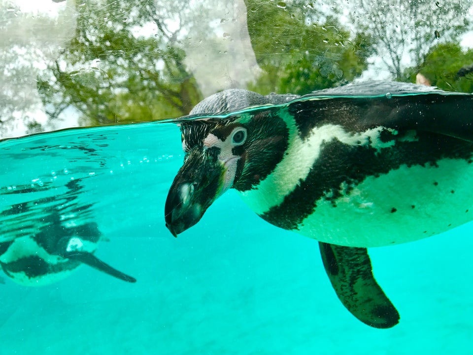 Photo of ZSL London Zoo