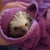 White Hedgehog