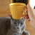 mucat 