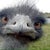 Bird Brain