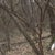 Dada 