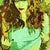Anastacia Boronos