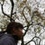 Tae Nozawa