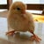 ぴこた ぴこ